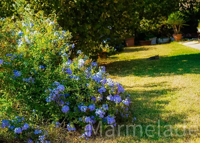 Marmelade